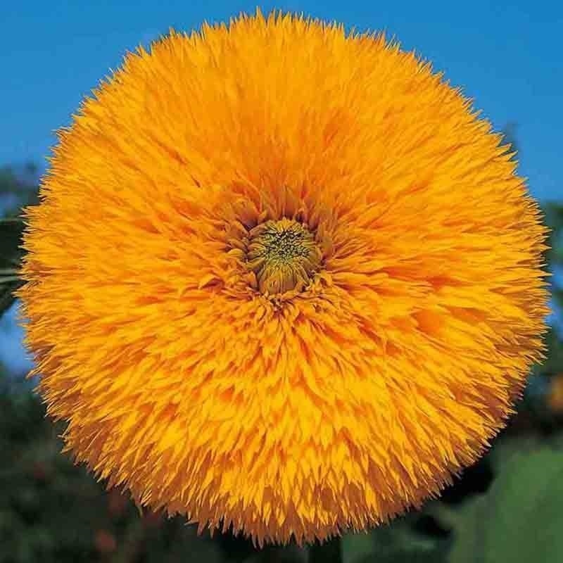 100+ SUNFLOWER RARE SEEDS MIX BEAUTIFUL FLOWERS BLOOMS MULTIPLE VARIETY GIANT US