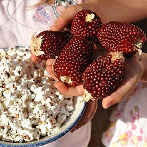 30 RED STRAWBERRY POPCORN SEEDS,Heirloom & NON-GMO Always Fresh Garden Seeds