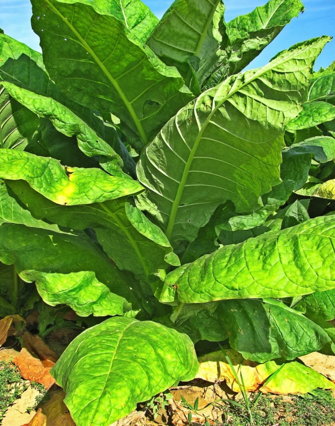 Havanna Gold Tobacco Seeds Organic NonGMO TX USA Free Shipping Garden Grow Easy