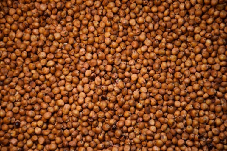 Sorghum Sudan Grass Seed Food Plot Screen Rapid Growth Annual 5LB Bag NEW
