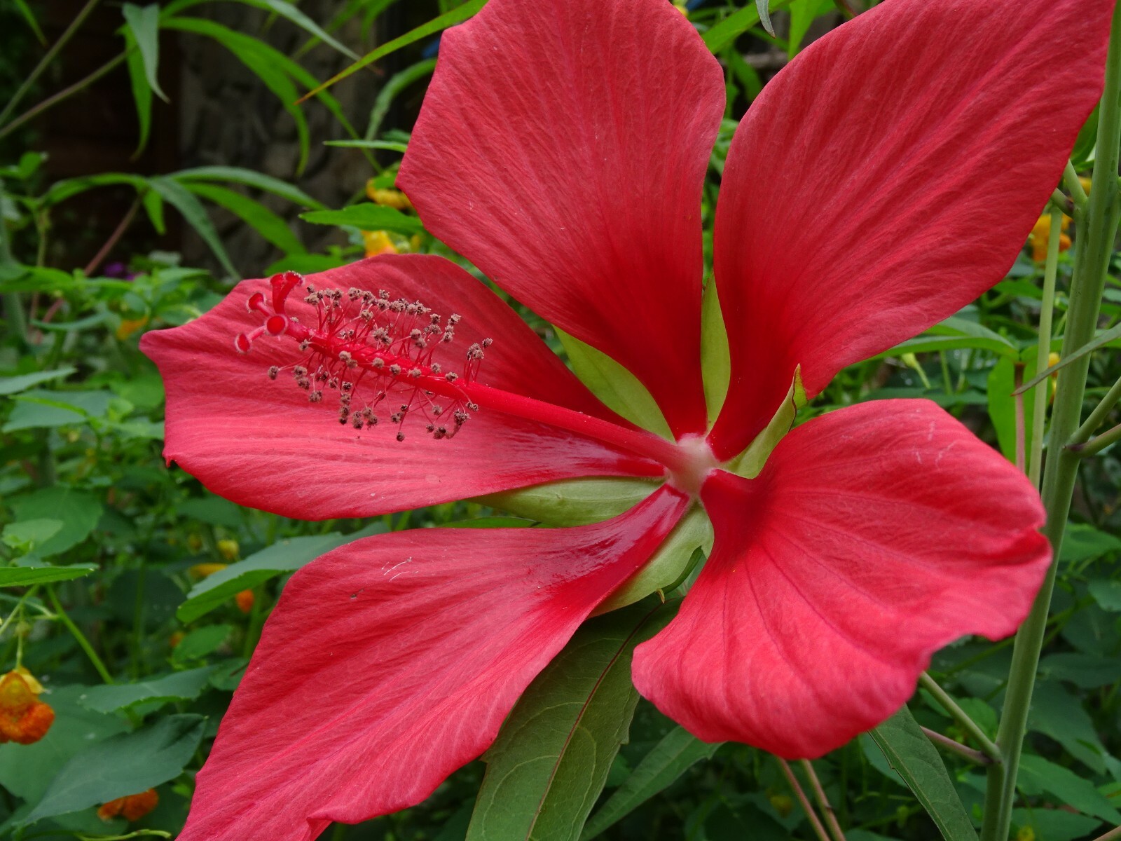 Texas Star Hibiscus Rose Mallow H. coccineus Native Perennial 30 seeds 2024