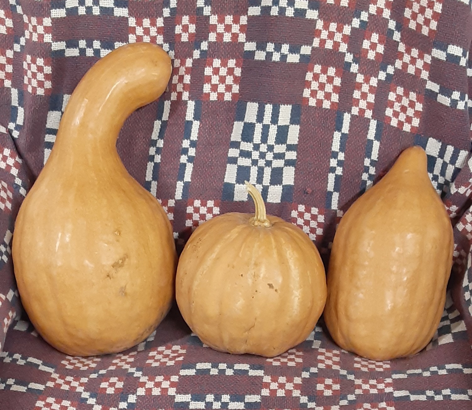 Heirloom Seminole Pumpkin Seeds-2025 Crop High Viability