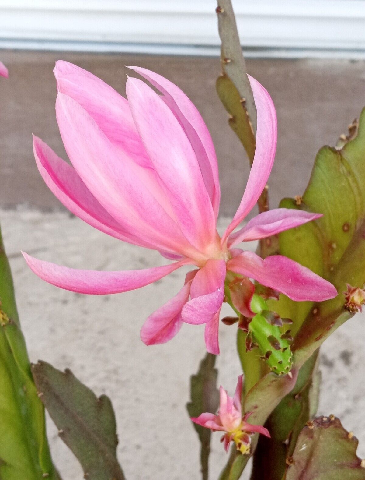 Rare Orchid Cactus German Empress Epiphyllum Fresh Cutting Live Plant 6″+