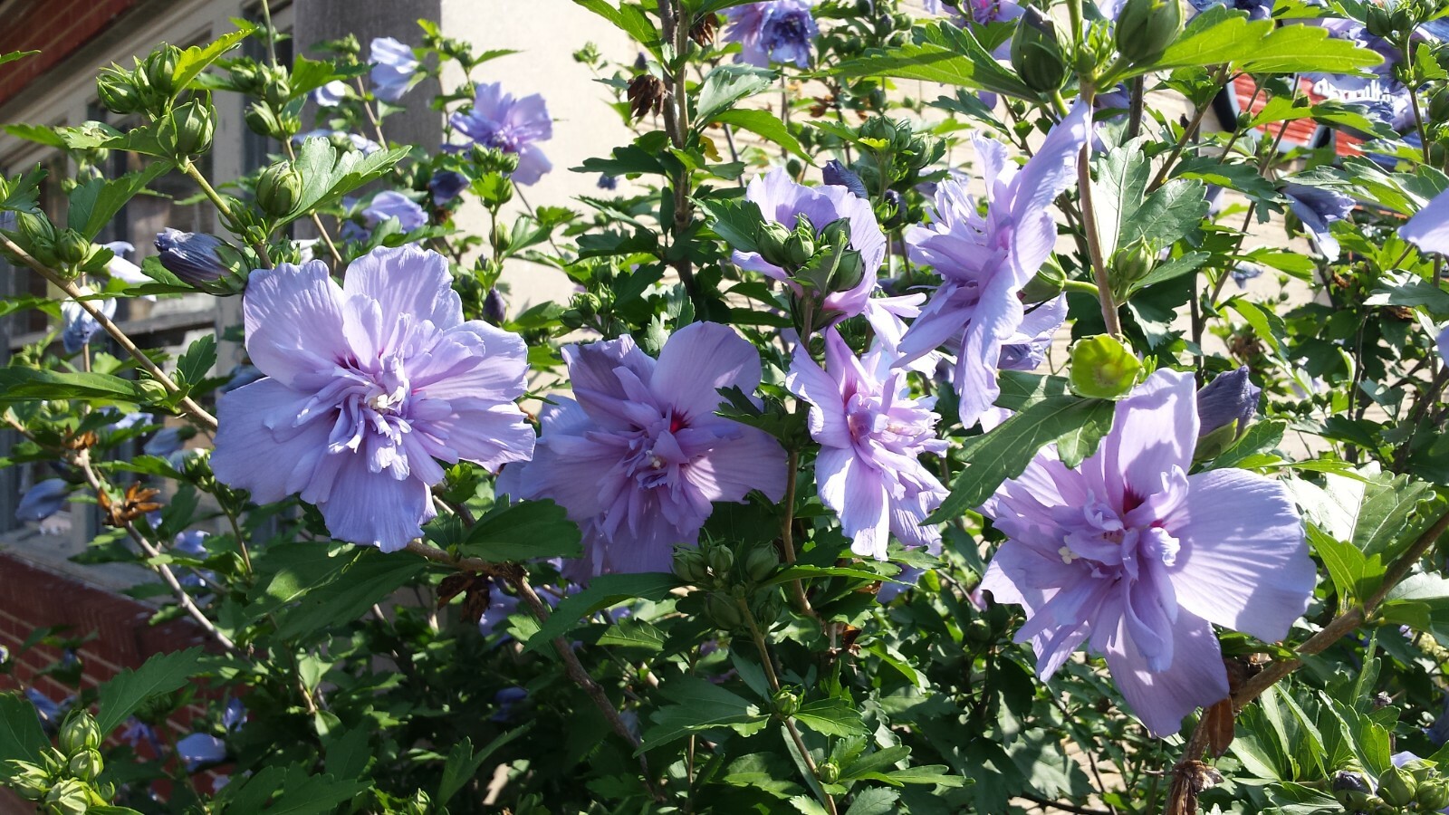 DOUBLE PURPLE/PINK ROSE OF SHARON PLANT UNROOTED CUTTINGS SET OF 10