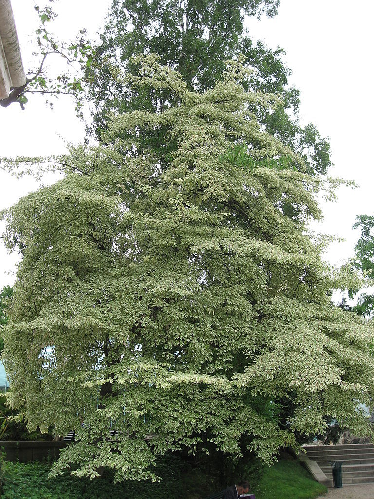 Giant Dogwood, Cornus controversa, Tree Seeds (Fast, Fall Color, Hardy, Showy)