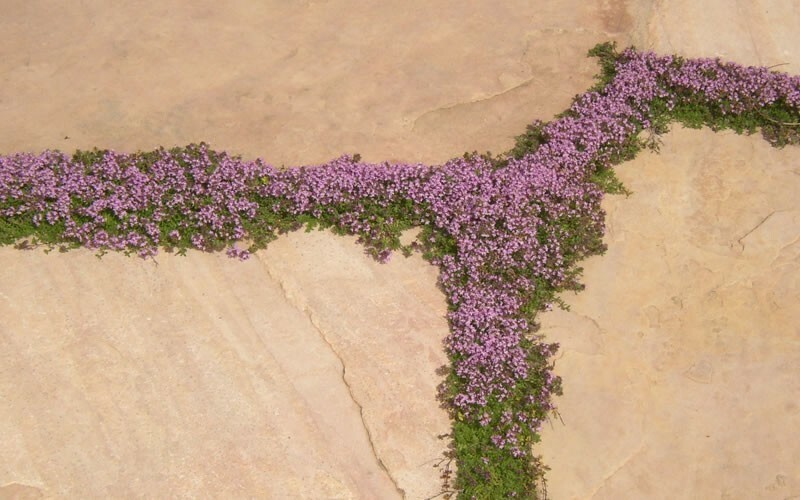 Creeping THYME Seeds BULK Thymus Serpyllum Groundcover Heirloom Native Herb LOT