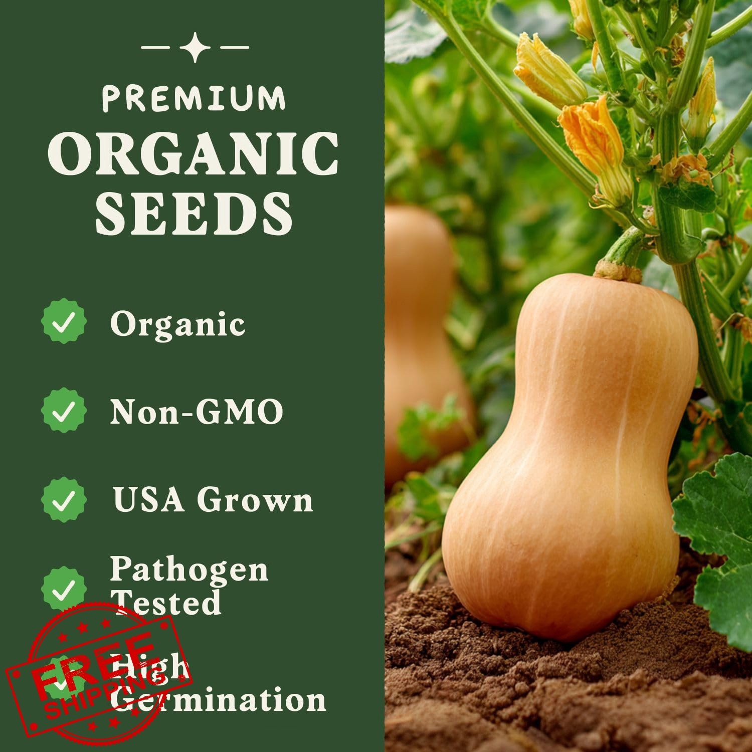 Seedboy Butternut Squash Organic Seeds