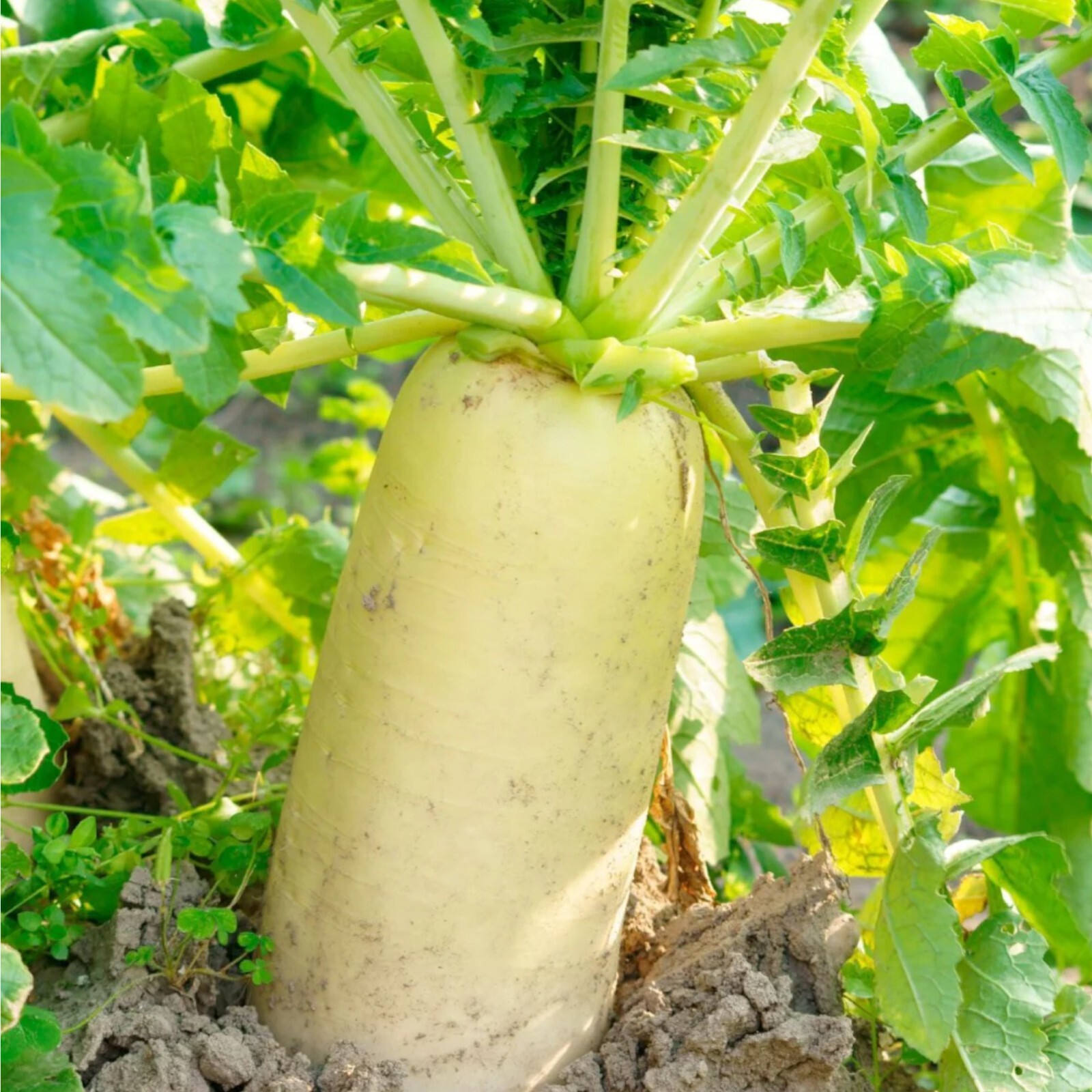 400pcs White Icicle Radish Seeds – Heirloom, Non-GMO, Perfect for Home Vegetable