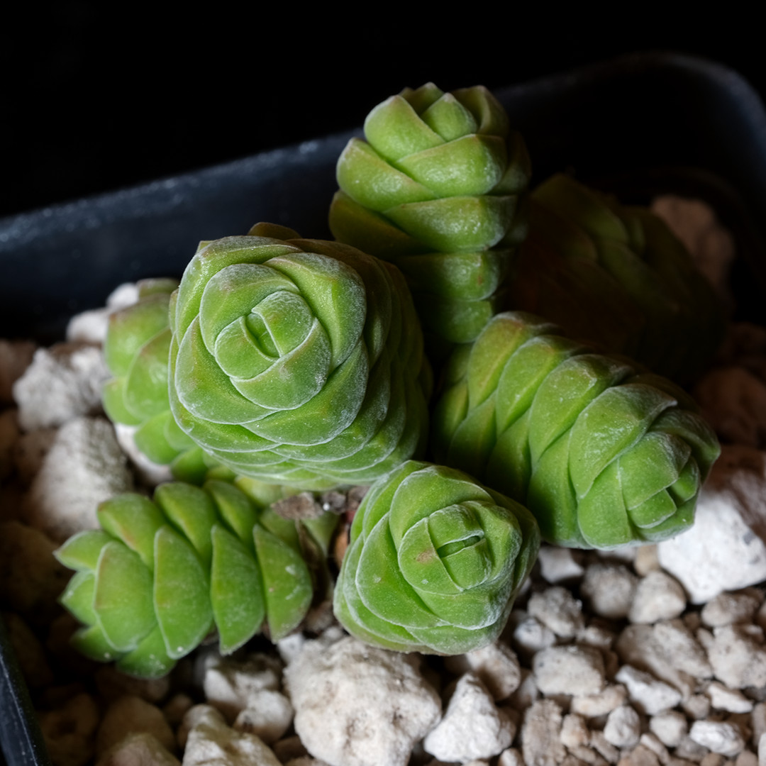 Crassula columella – 2.5″ tall pot – Soft Succulent