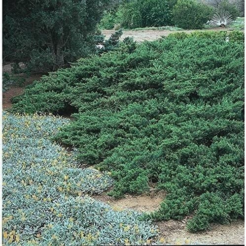 Juniper Parsoni | Large Gallon Size Plants | Juniperus Squamata Expansa…