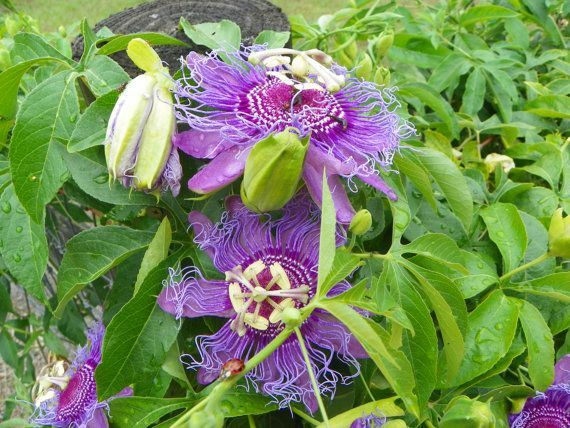 INCENSE~Passiflora Incarnata-Cincinnata~Starter Plant~Purple Flower Yellow Fruit