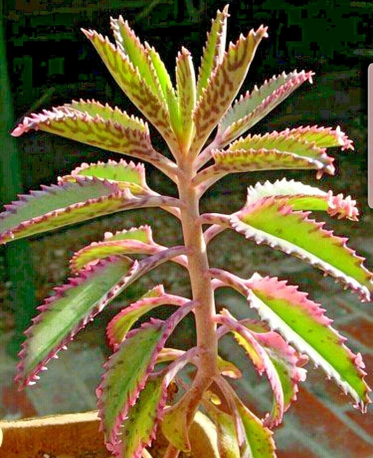 Mother of Thousands Alligator Live Plant 3 to 5 inches tall, Succulent, Kalancho
