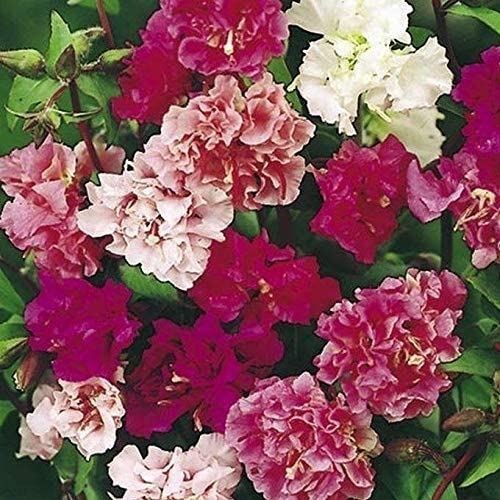 Clarkia Mix Seeds (25+ Seeds)