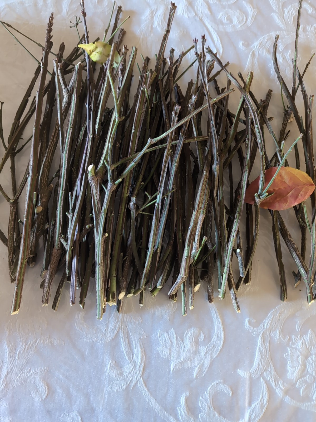 75+Cherry Laurel Fresh unrooted Cuttings Shrubs Hedges Trees Organic grow