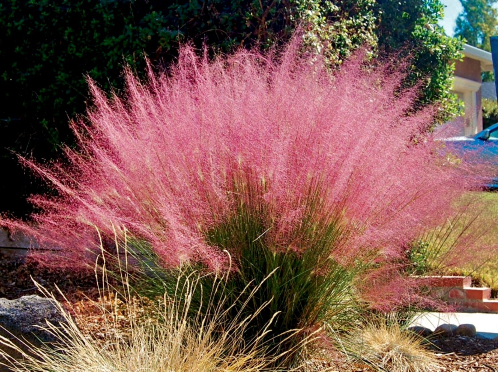 30 UNDAUNTED RUBY MUHLY GRASS SEEDS – Muhlenbergia reverchonii Undaunted’