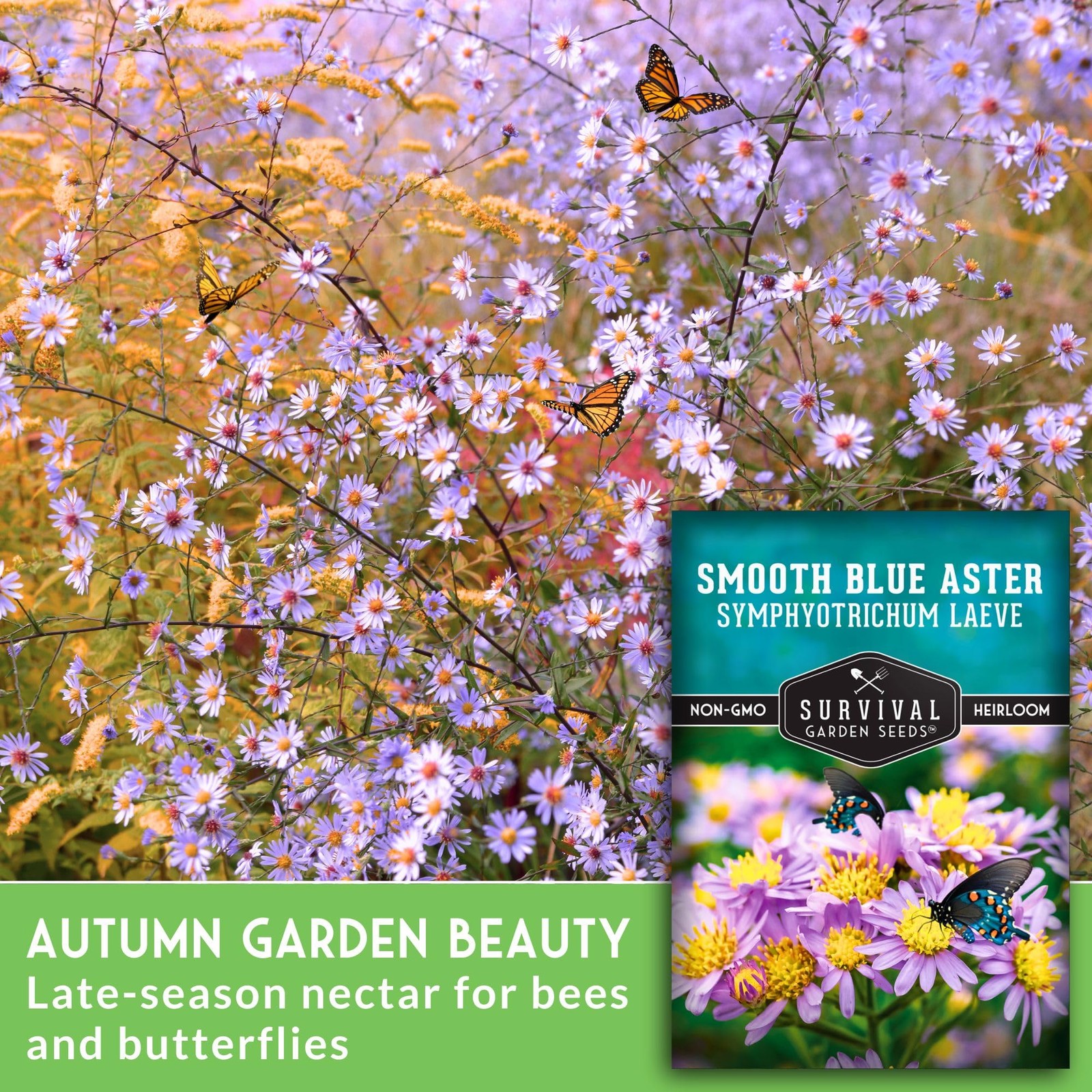 Smooth Blue Aster Seeds for Planting | Symphyotrichum laeve | Blue, Purple