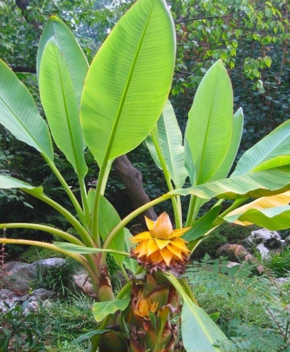 Chinese Dwarf Yellow Banana / Golden Lotus Musella Lasiocarpa Live Starter Plant