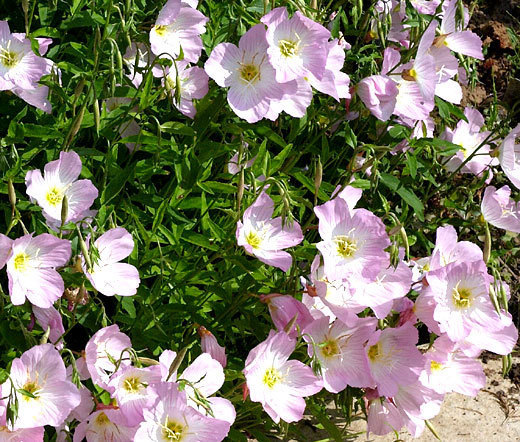 SHOWY EVENING PRIMROSE Oenothera Speciosa – 6,000 Bulk Seeds