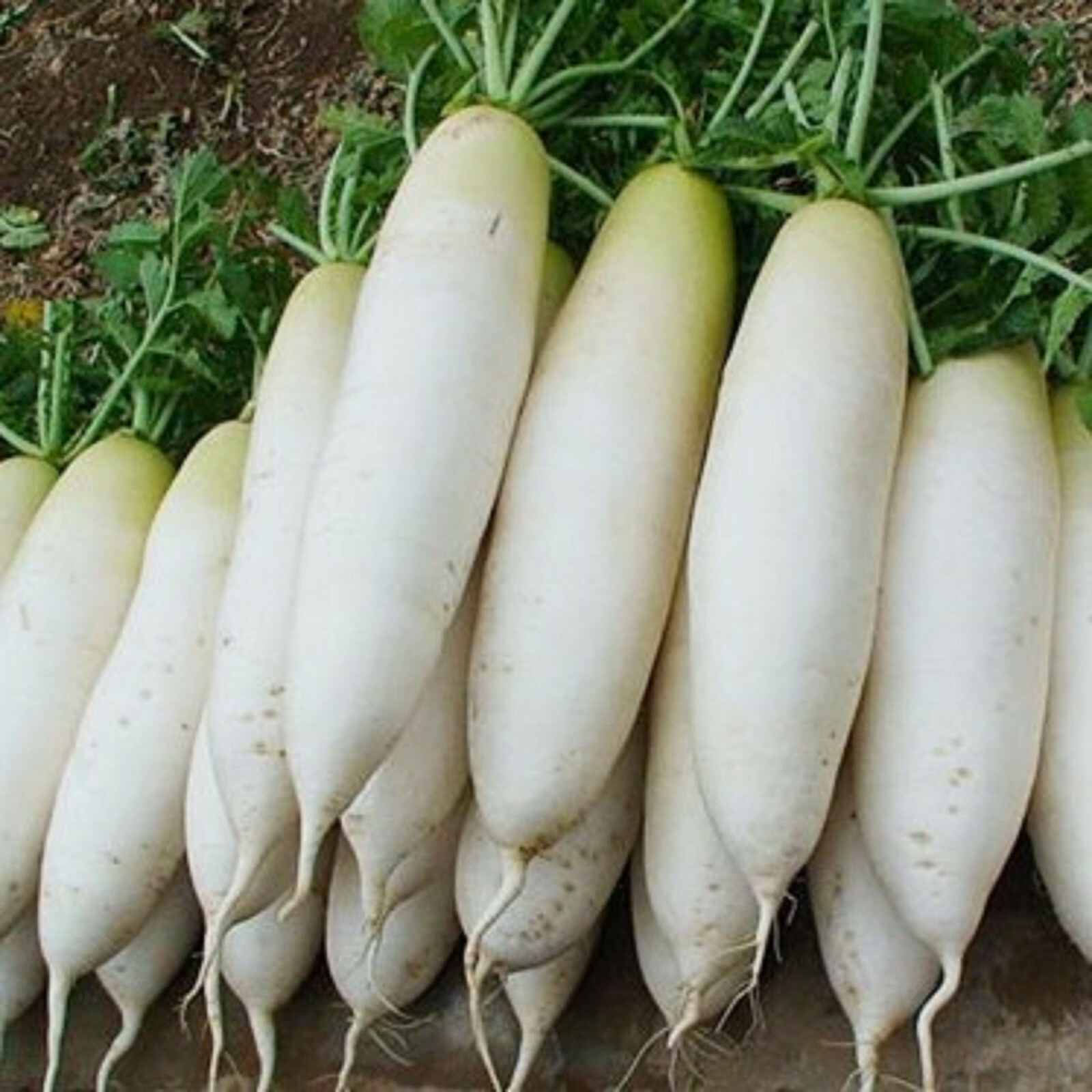 100+ Daikon Radish Seeds Heirloom NON GMO