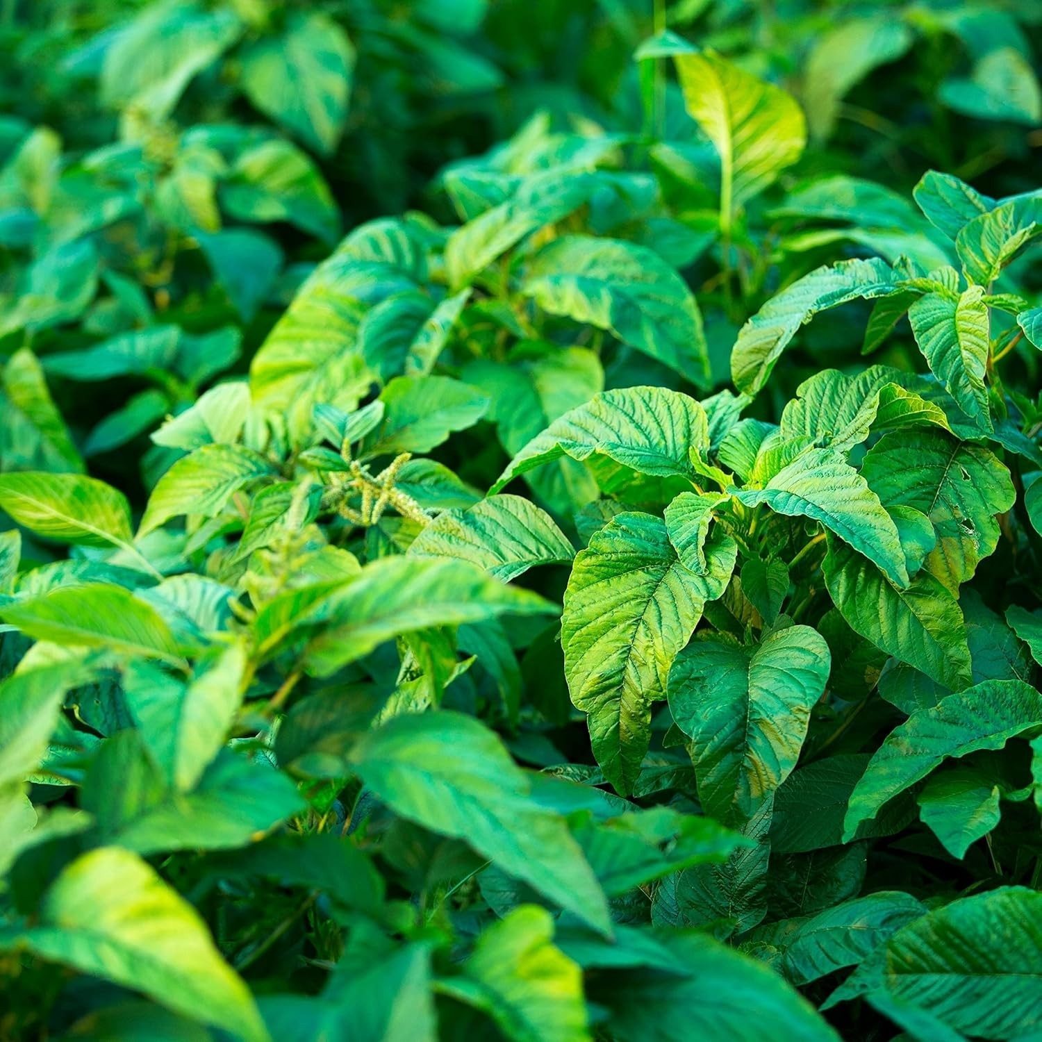 Easy Cultivation Jamaican Callaloo Seeds – 500 Count for Vibrant Garden Growth