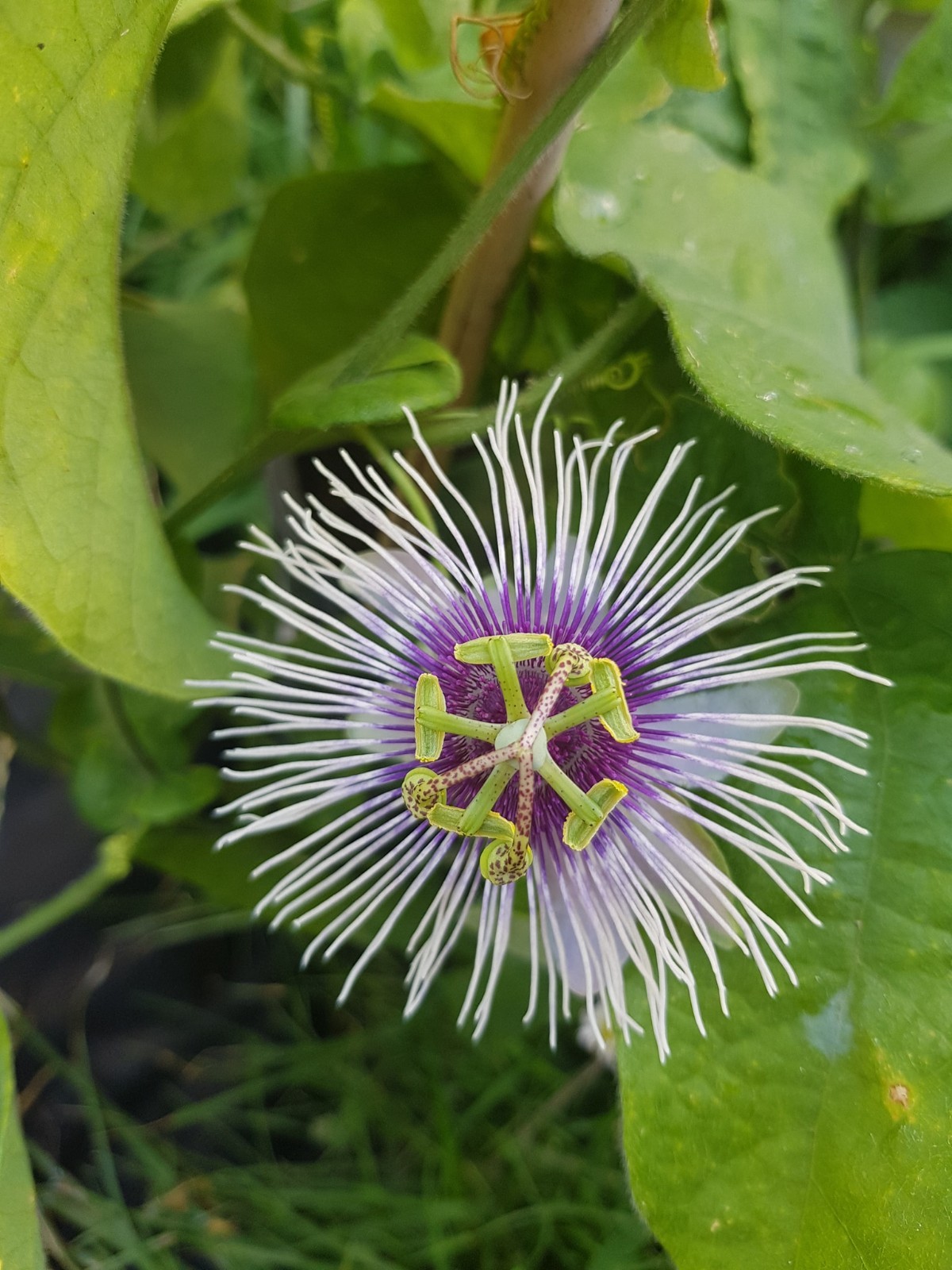 Passiflora “Bounty” – COLD HARDY Passion Fruit Plant – Live Plant