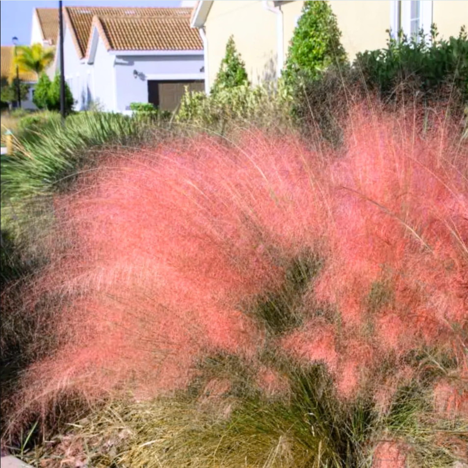 1 Muhly Grass Ruby Live Starter Plant, Ornamental Grass, 4-6″Tall, Ship No Pot