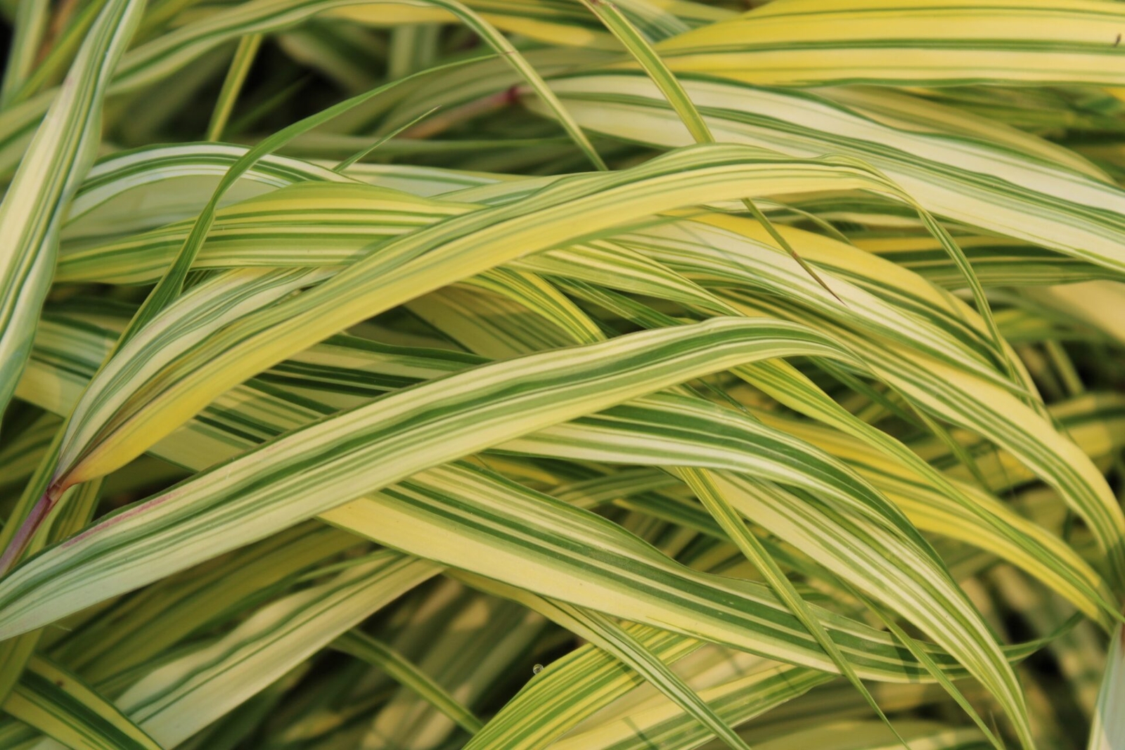 Hakonechloa macra ‘Aureola’ – Hakone Japanese Forest Grass *Live Plant