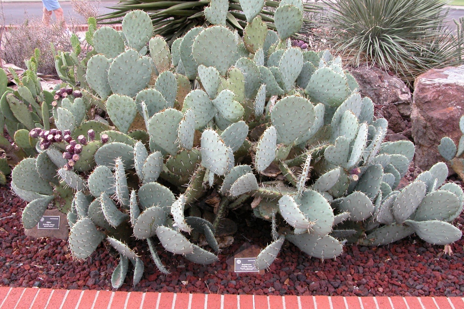 Prickly pear 10 – 100 – 1000 Seeds Engelmann’s Cactus Apple Opuntia engelmannii