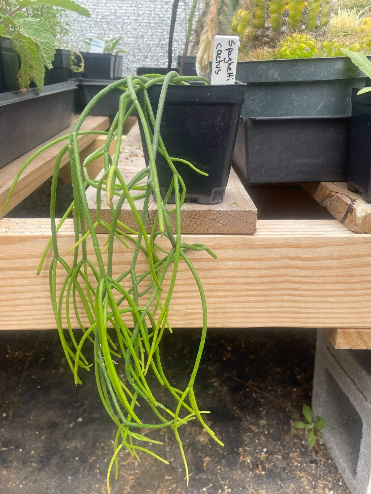 Rhipsalis baccifera – Spaghetti Cactus – 3.5″ Pot – Full And Super Healthy