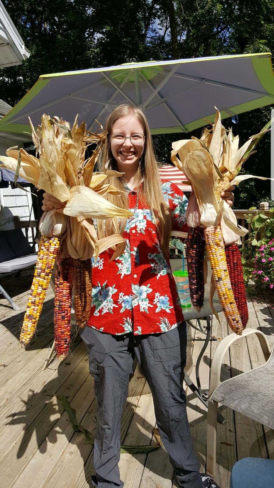 Rare Giant Indian Corn Seeds X50!Colorful Massive Ears,Ornamental!Easy To Grow!