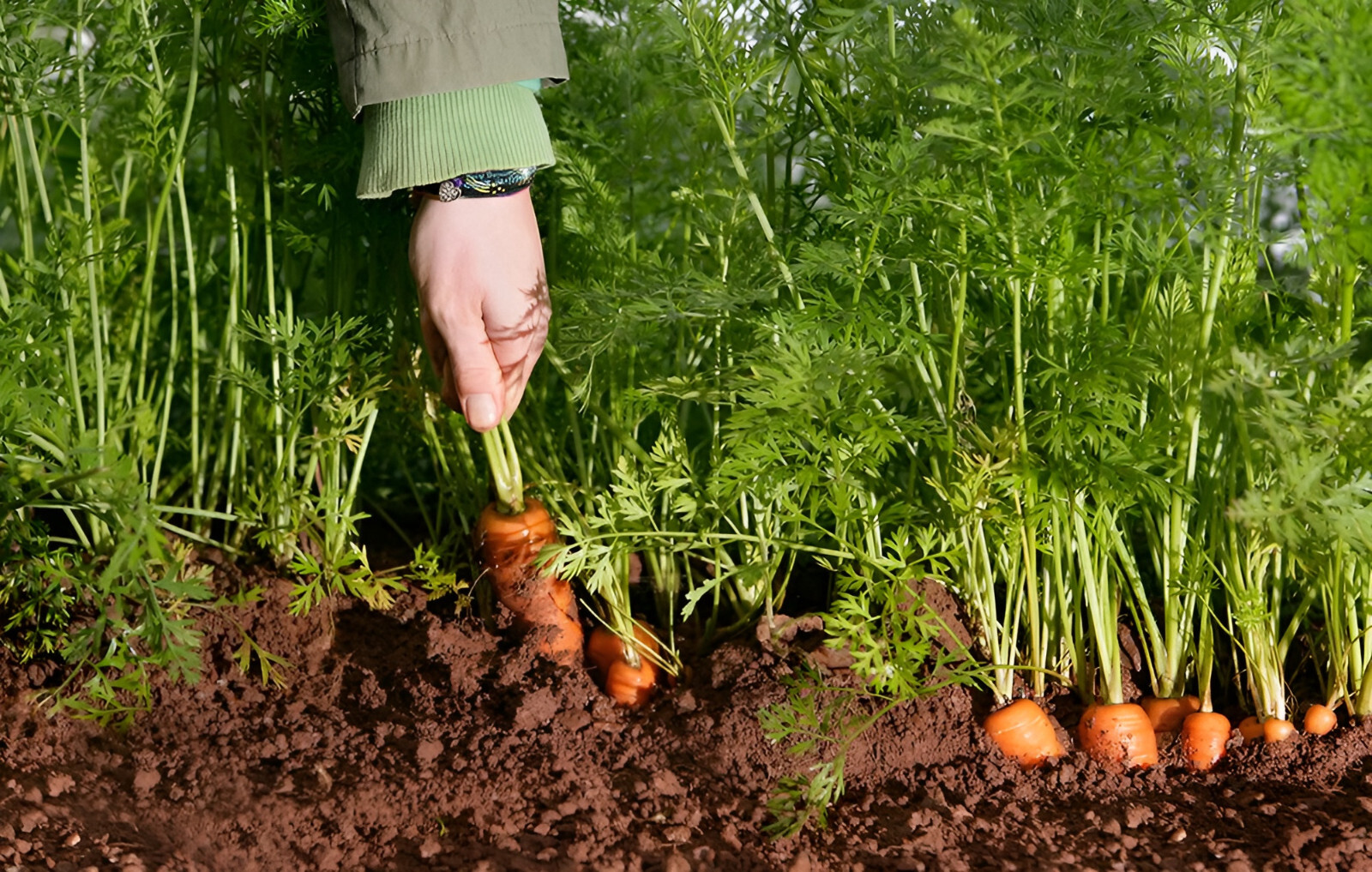 1,000 Heirloom Brilliance Carrot Seeds – Organic NonGMO Vibrant Orange Sweet