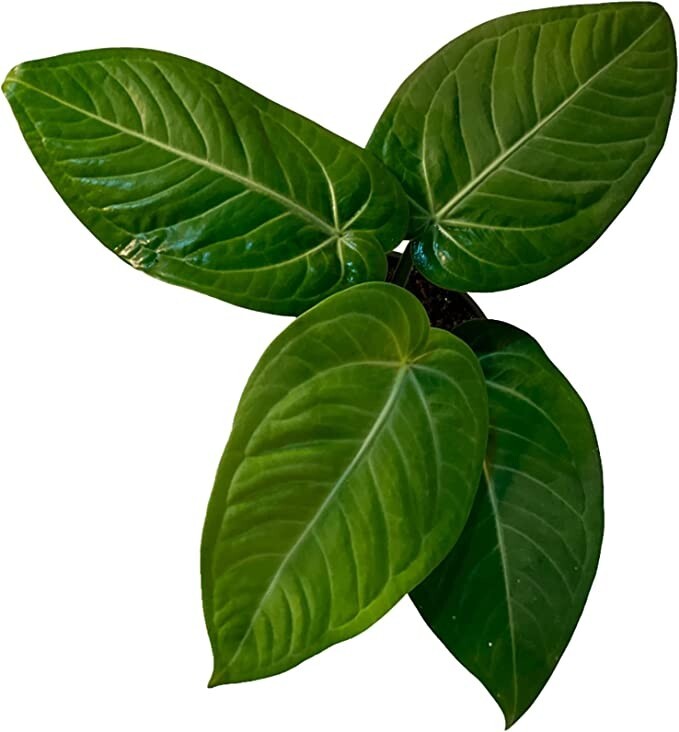 Anthurium Villenaorum by LEAL PLANTS ECUADOR |Green Live House Plants for Indoor