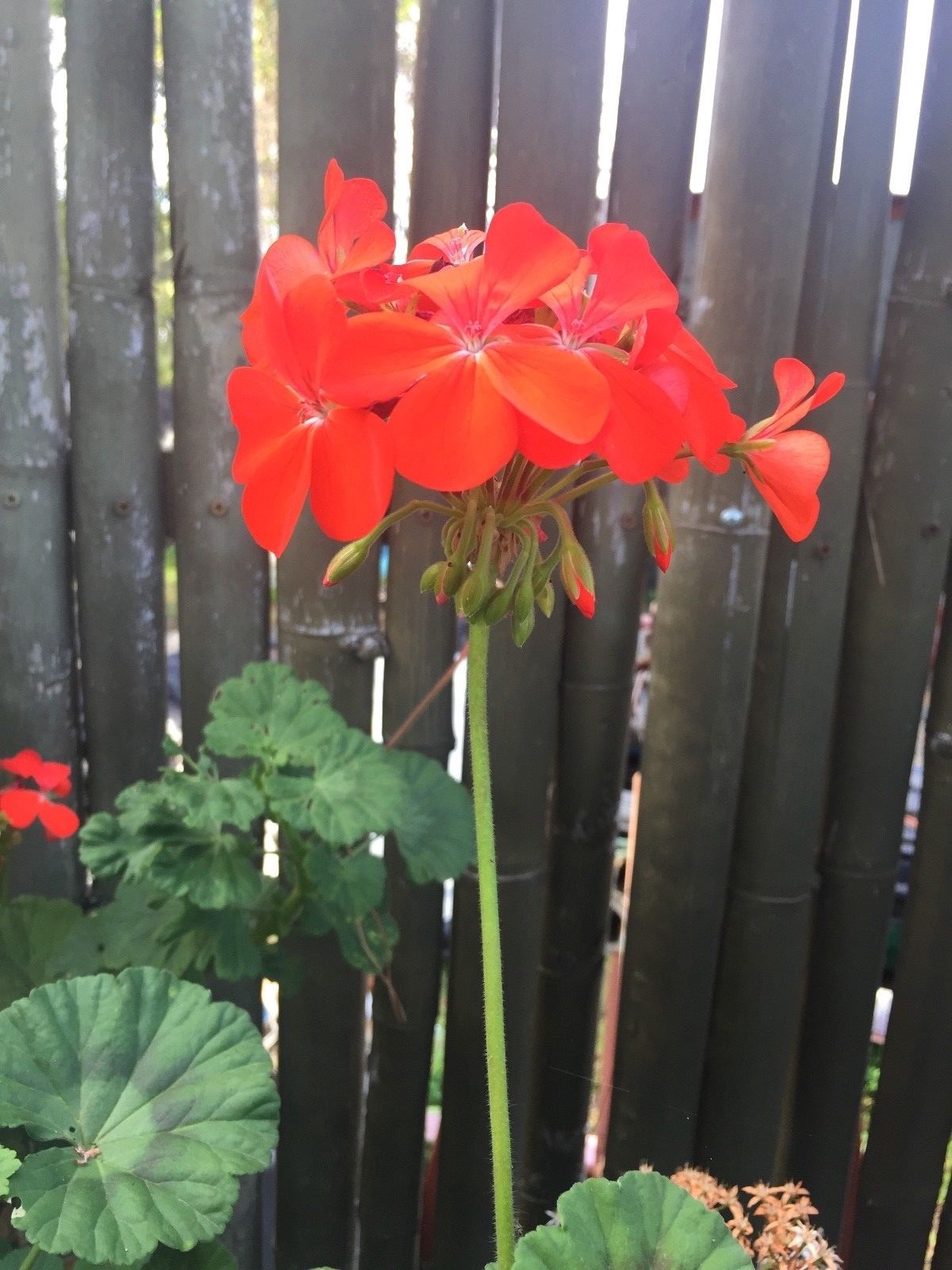 ORANGE RED PELARGONIUM ZONAL GERANIUM FRESH LIVE PLANT 5 X 6″ STARTER CUTTINGS