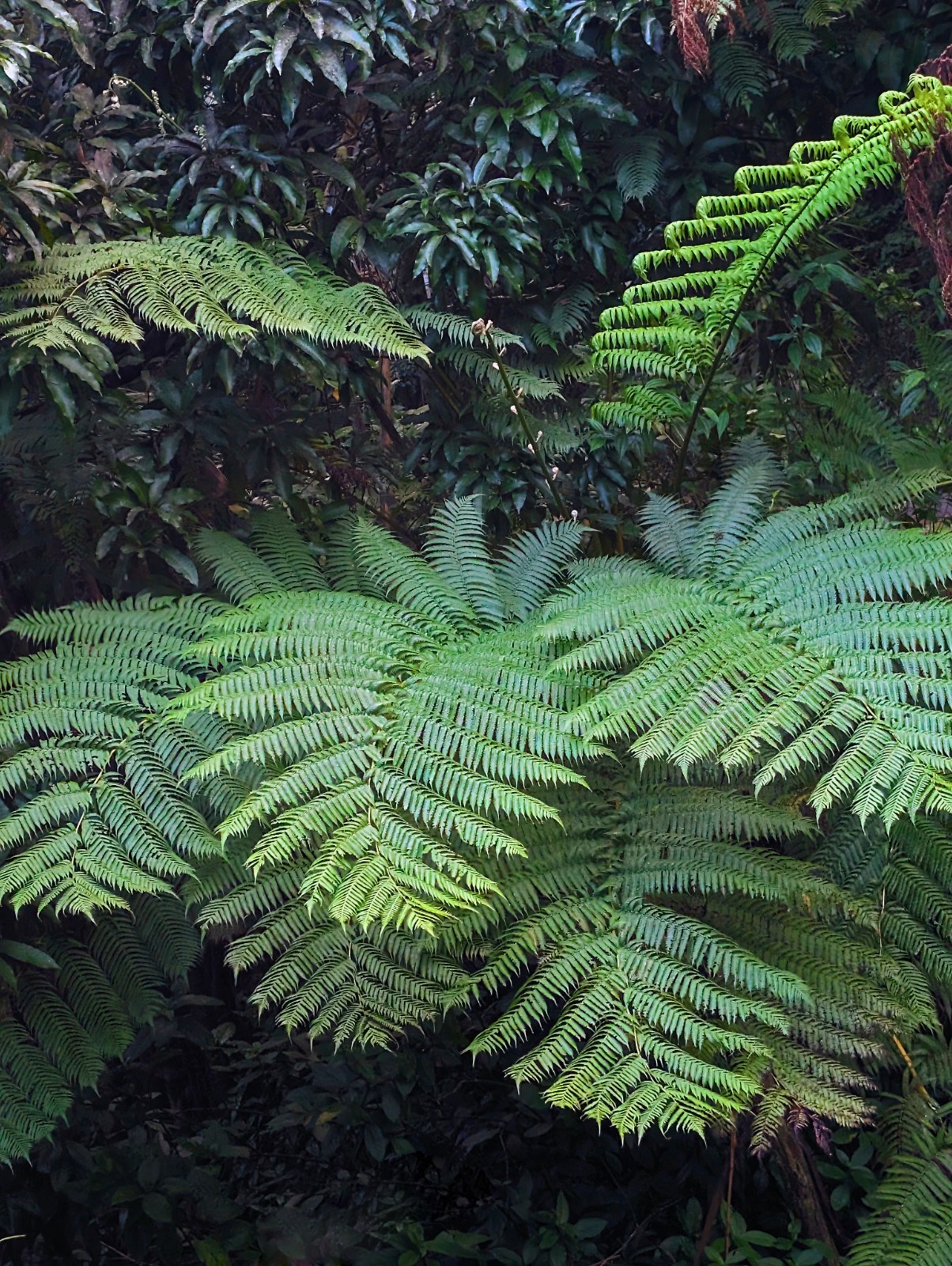 LIVE Mature, wider trunk : Cyathea ARBOREA Giant TREE FERN 7″ inch, exotic fern