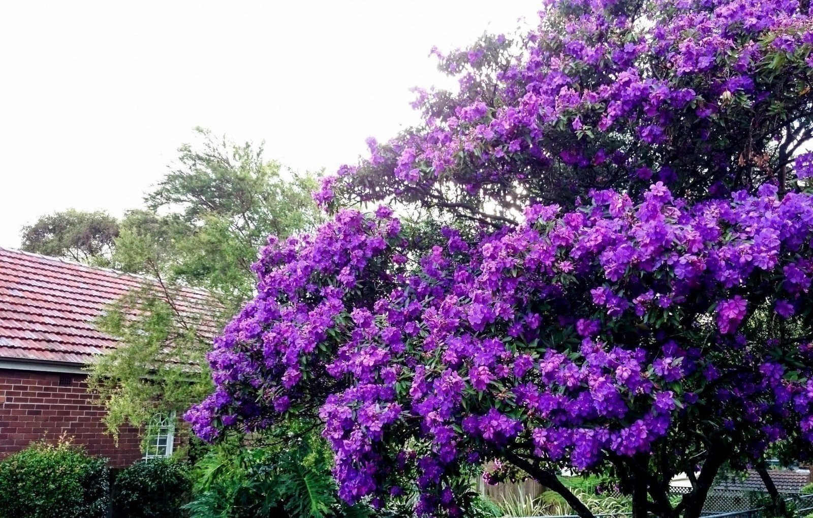 Tibouchina Dwarf Princess | 2 Inch | Tibouchina urvilleana | Flowering Plant