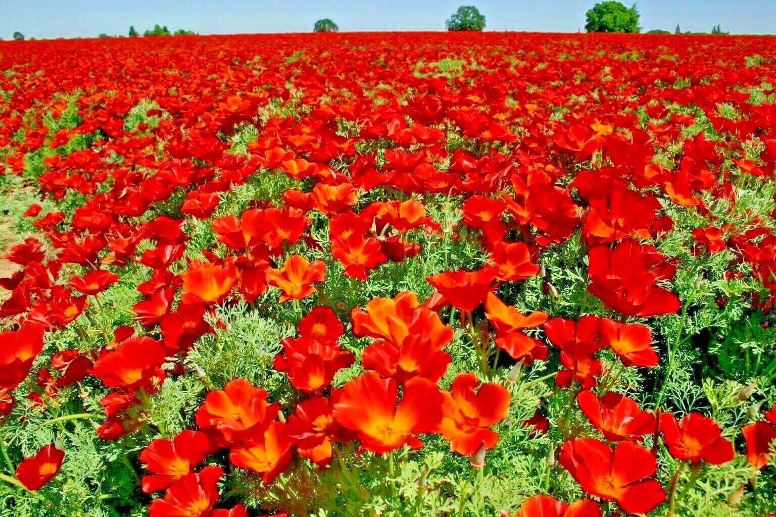 1001+RED CHIEF CALIFORNIA POPPY Flower Seeds Native Wildflower Garden Container