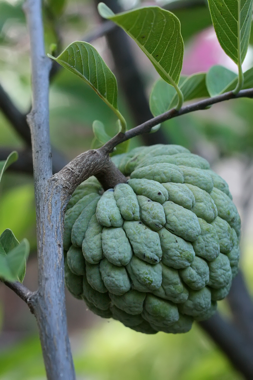 Annona squamosa Sugar Apple 10 seeds