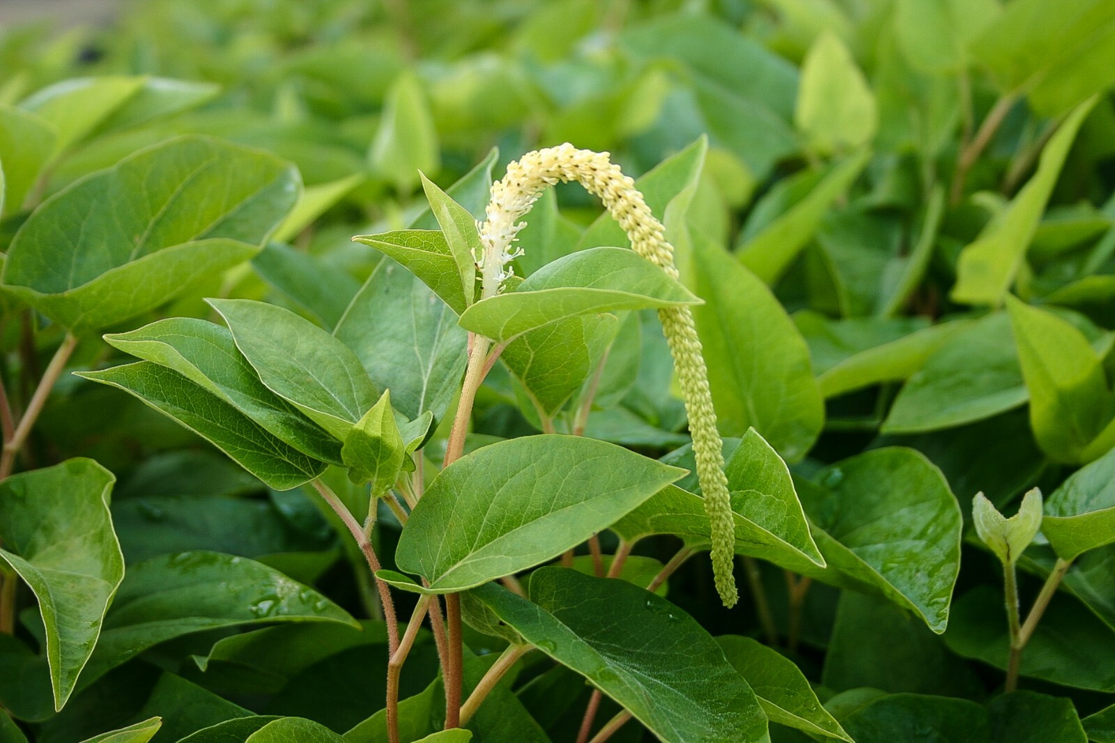 Live Lizard’s Tail Plant Winter Hardy Marginal Aquatic Pond Plant