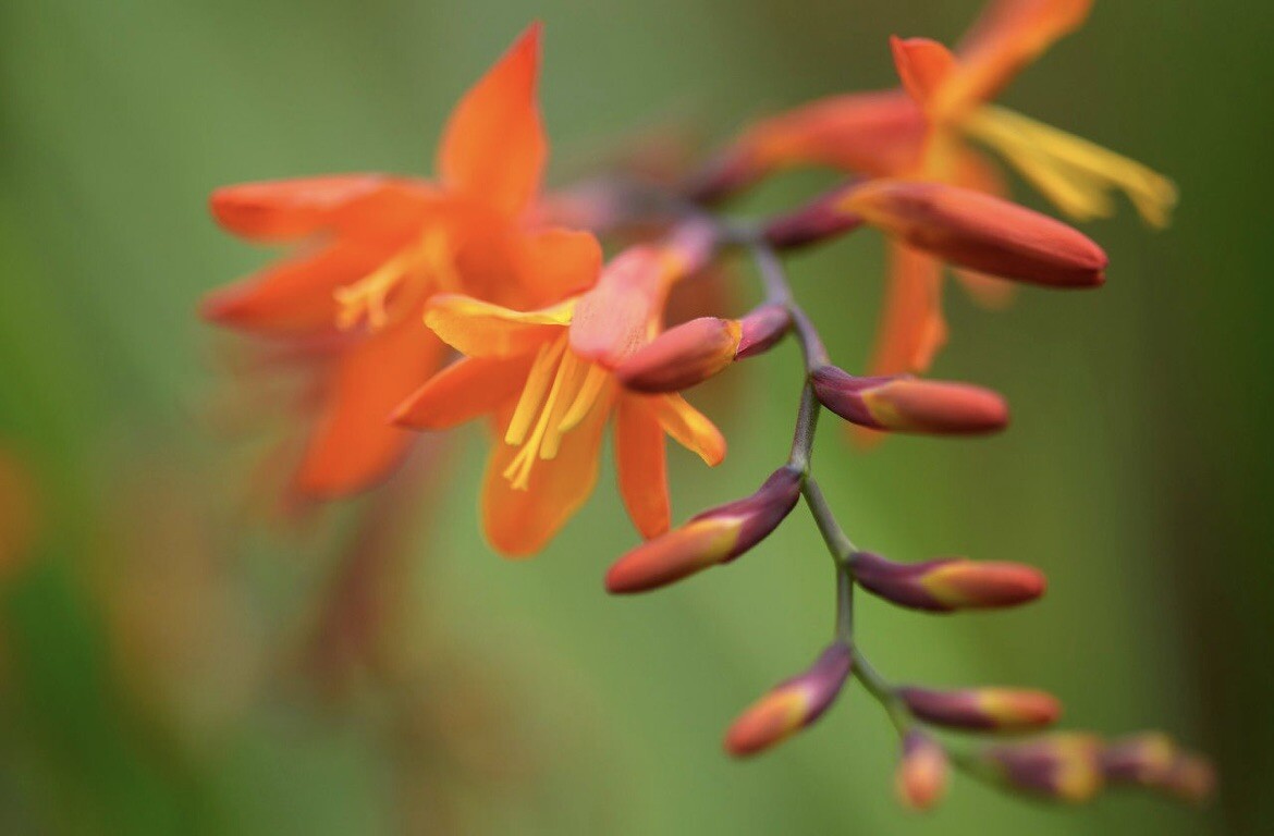 Falling Stars, Crocosmia Aurea, Valentine Flower – 10 seeds 2023 – USA