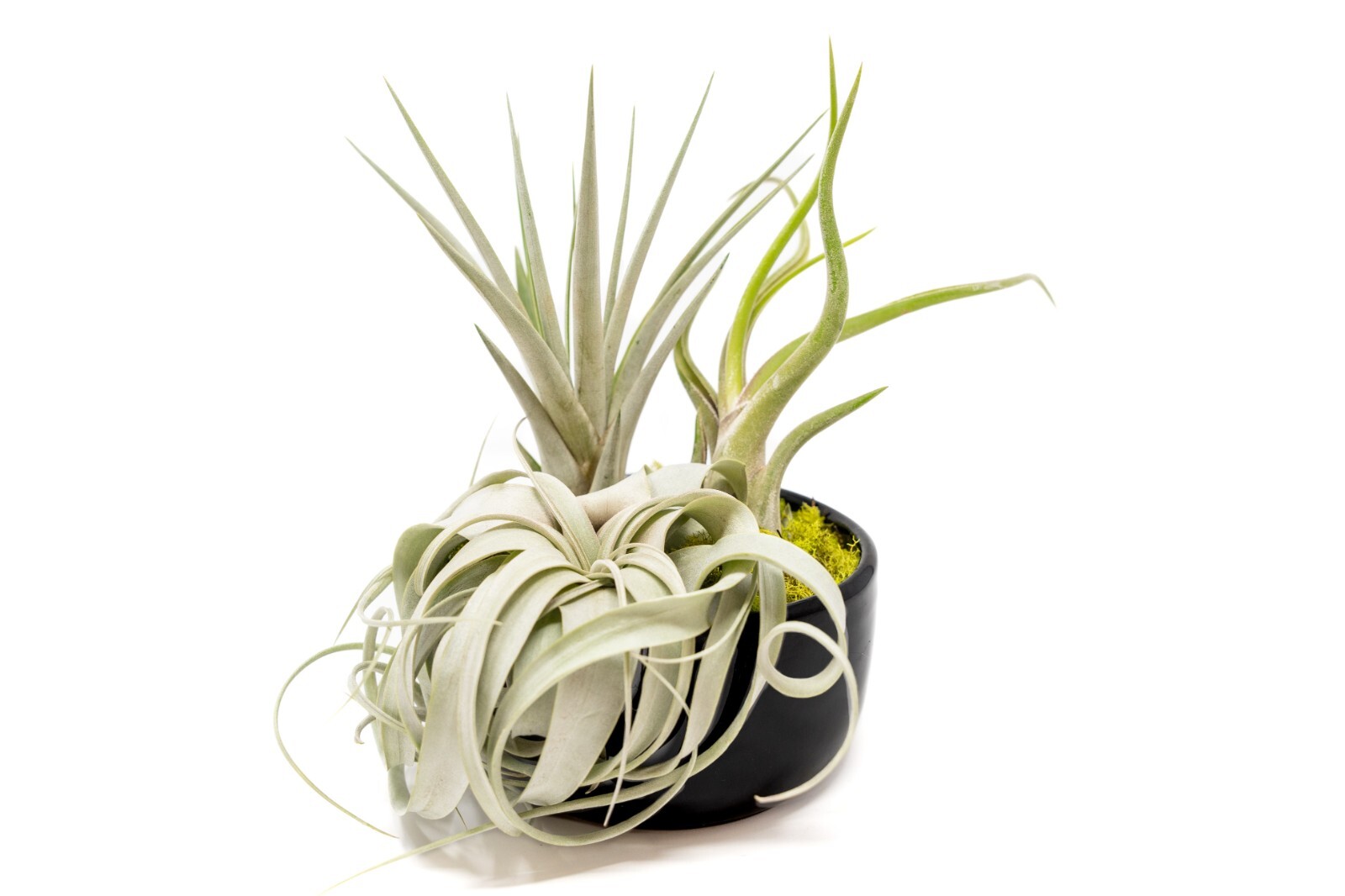 Large Assembled Air Plant Bowl Garden – Wholesale Live – Tillandsia Easy Care