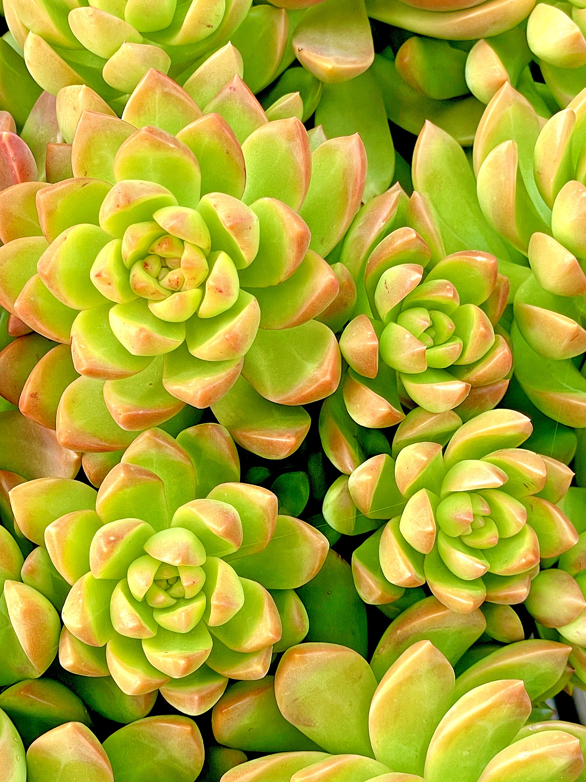 Rare Sedum Adolphi Golden Glow 2-3 Inches Succulent Easy Care Live Plant Cutting