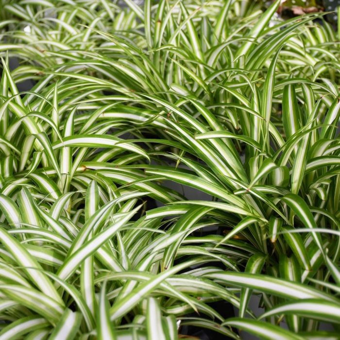 Spider Plant – Rooted Starter Plant – Easy to grow and ready to repot