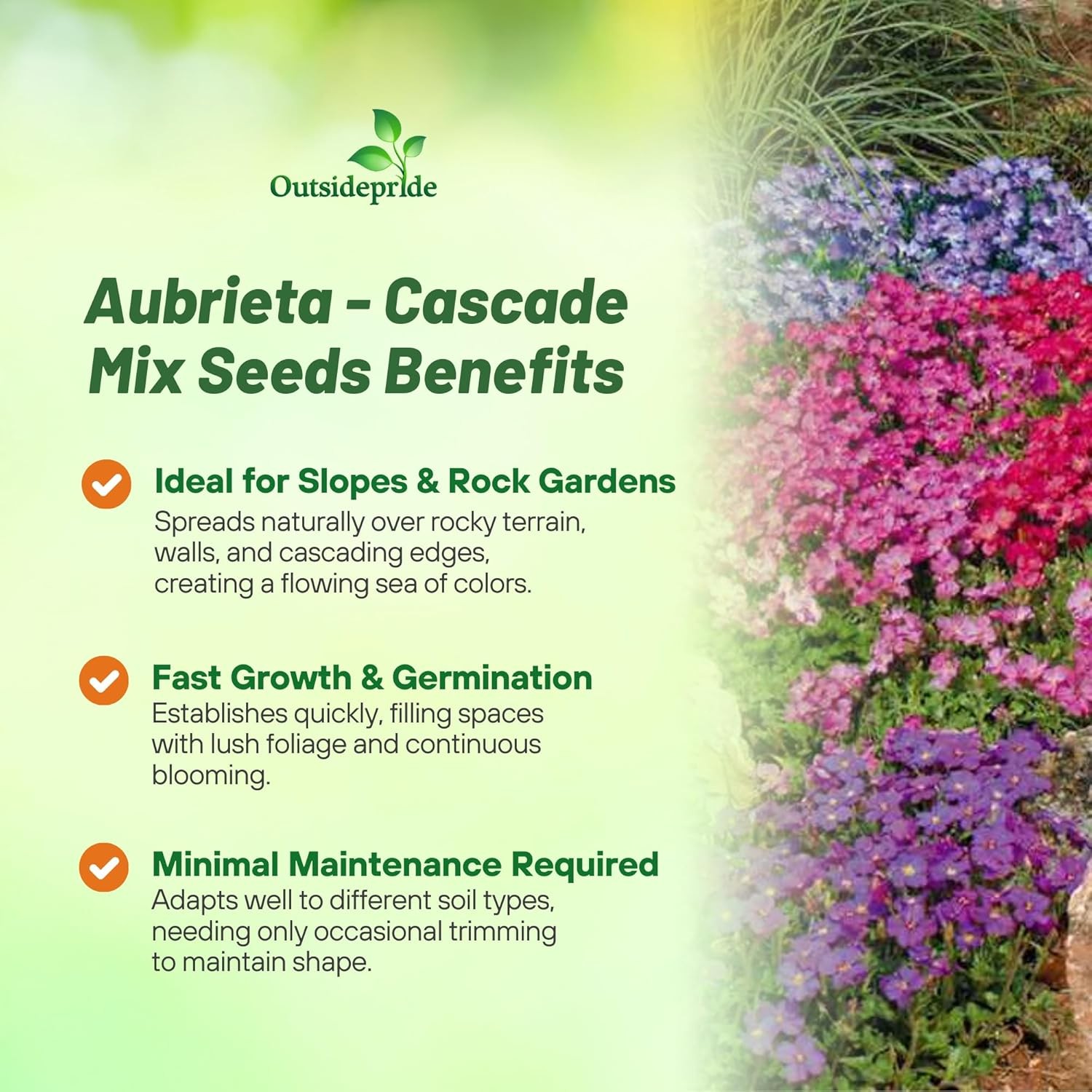 2000 Seeds Aubrieta Seed Mix For Planting – Rock Cress Ground Cover Seeds