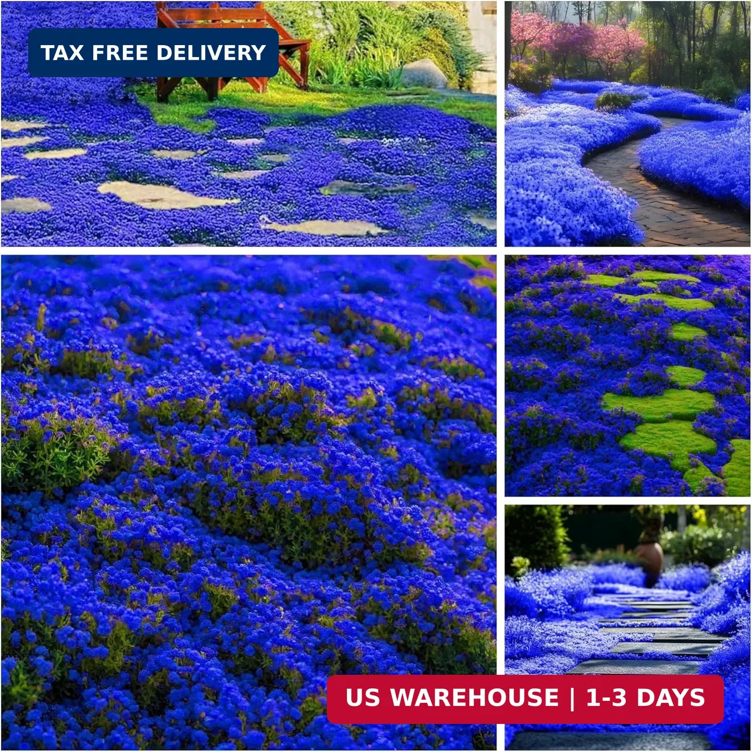 29000+ Magic Creeping Thyme Seeds for Planting Perennial Ground Cover Plants Thy
