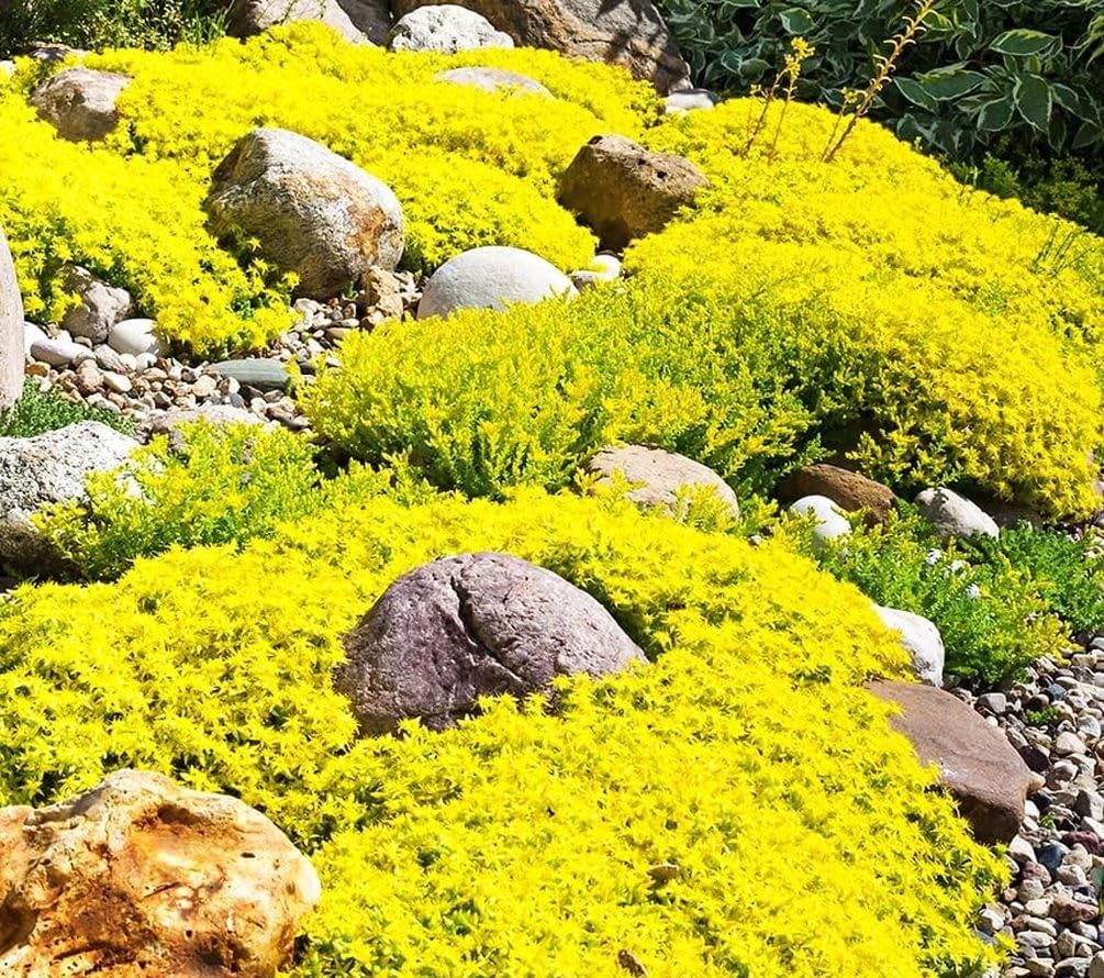 5000+ Mix Magic Creeping Thyme Seeds Ground Cover for Planting – 4 Perennial Thy