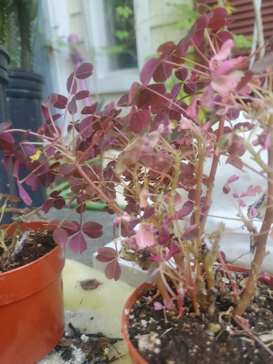 Oxalis Vulxanicola “Lucky” Red Pink Green PURPLE Tricolor In 3″ Pot Live Mini