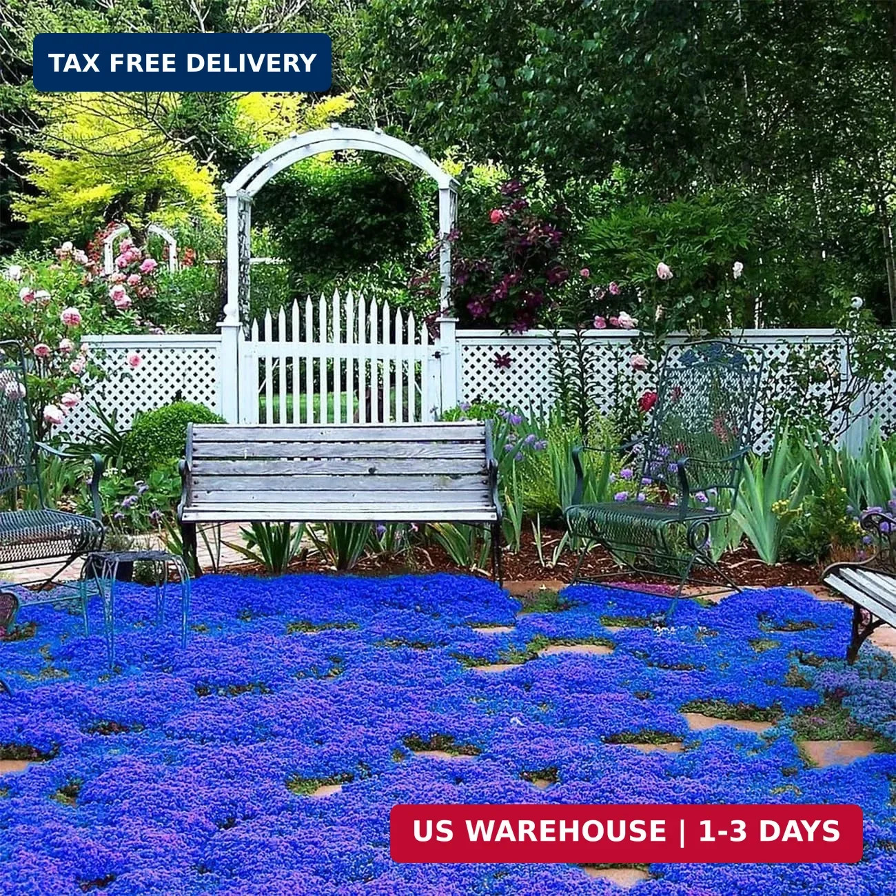 29000+ Magic Creeping Thyme Seeds for Planting Perennial Ground Cover Plants Thy