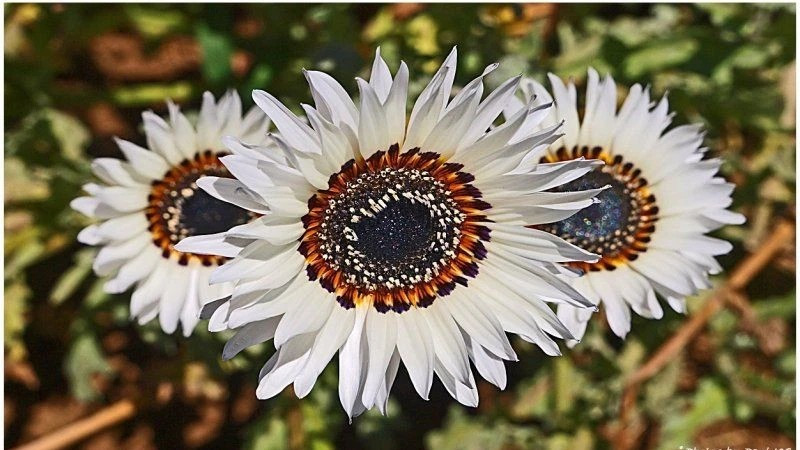 50+ ITALIAN WHITE SUNFLOWER —– TALL —— CUT FLOWERS —————– RARE