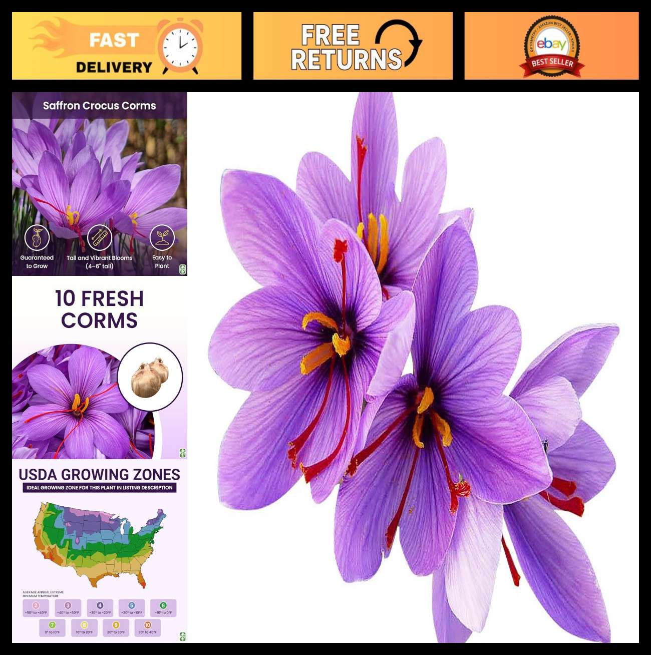 10 Large Saffron Crocus Corms – Purple Blooms, Perennial Outdoor Bulbs for Spice
