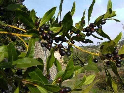 Laurus nobilis | Bay Laurel | Sweet-Bay | Bayleaf | 5_Seeds